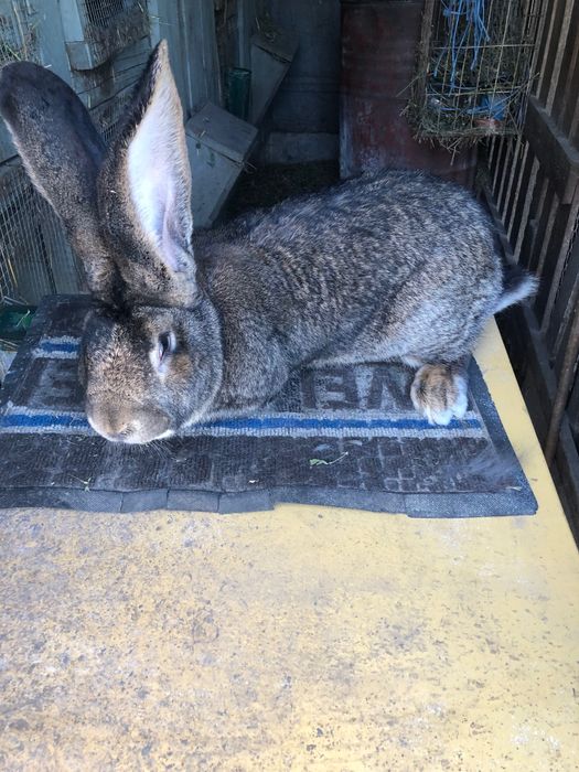 Vand mascul urias gri german