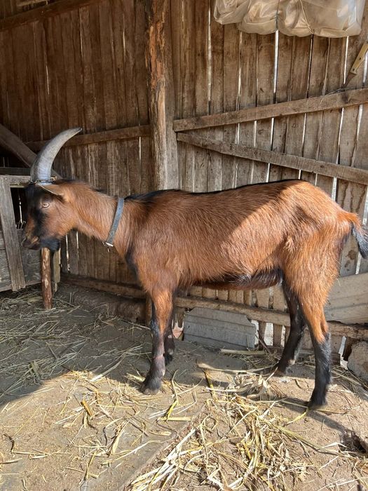 Vând țap rasă alpin francez