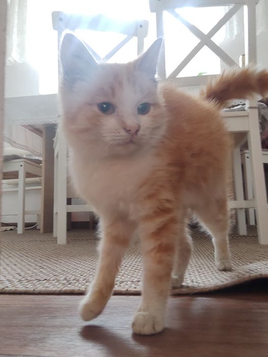 котенок потеряшка