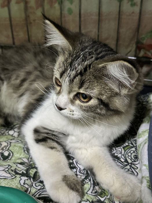Котенок в добрые руки