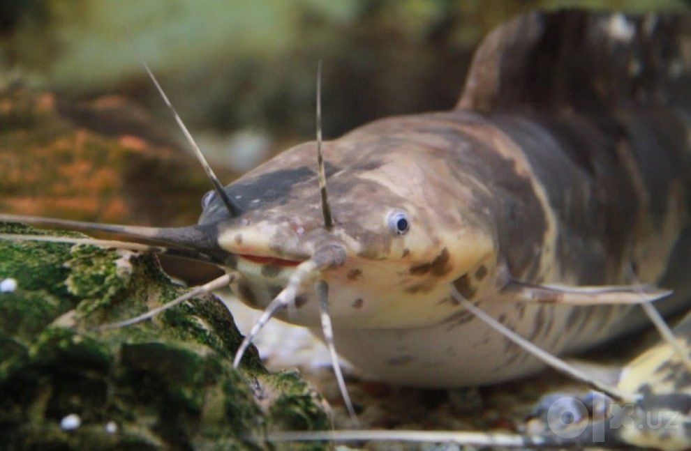 Продается Сом Ангольский клариас