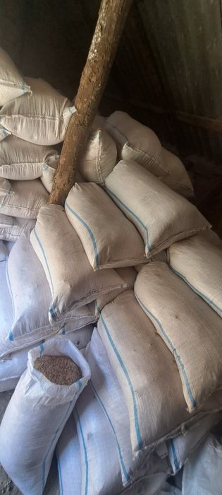 Rumeguș de fag si carpen