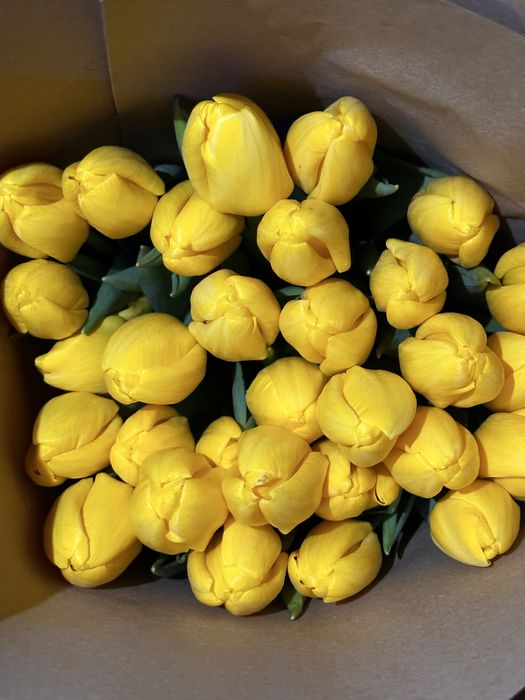 Тюльпаны оптом и в розницу