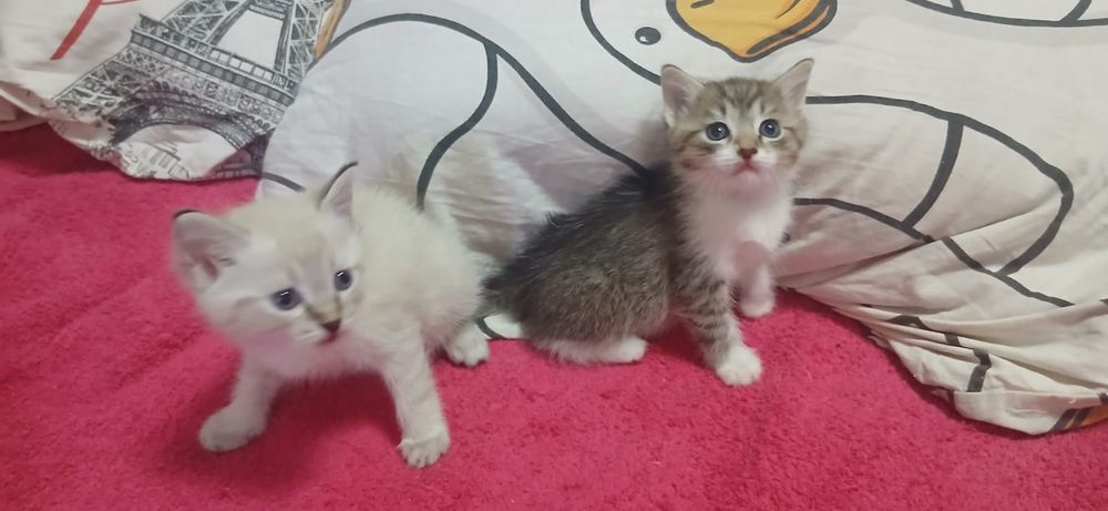 Очаровательный котята