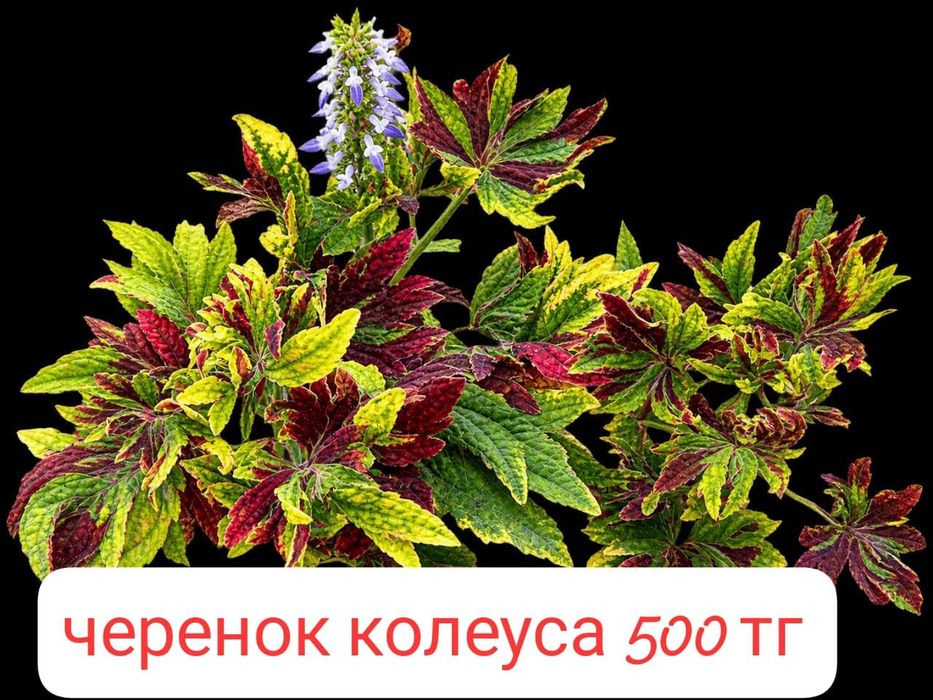 Домашние Цветы продам