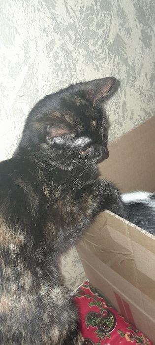 Кошки в любящих семью