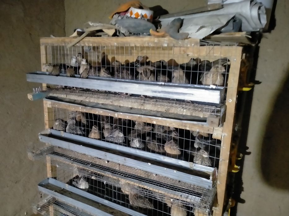 Бодене клетка сатылады