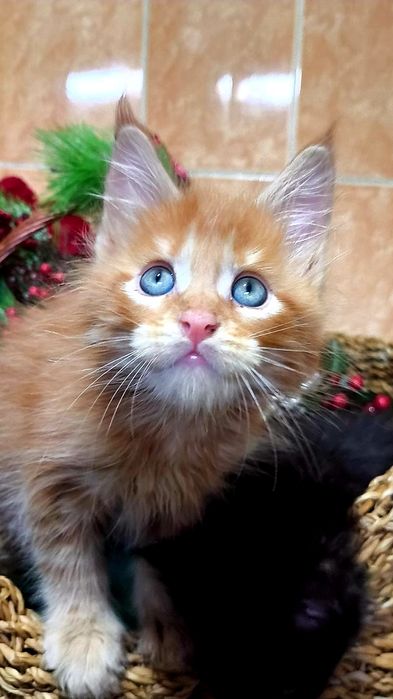 МЕЙН КУН ! Домашняя Рысь!