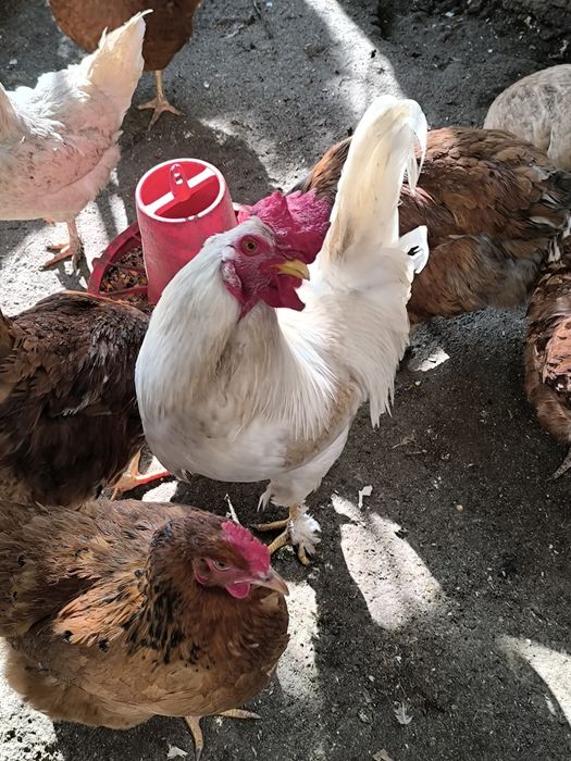 Петли големи и малки