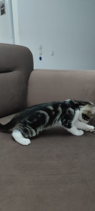 Котята бесплатно