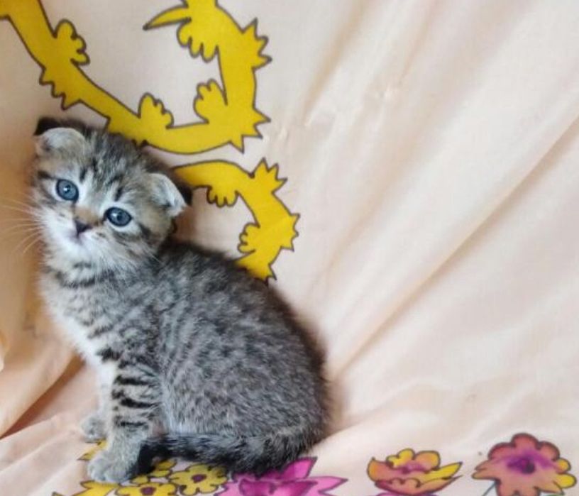 Ласкоыеые коттата мальчики и девоки по 20-15тыс
