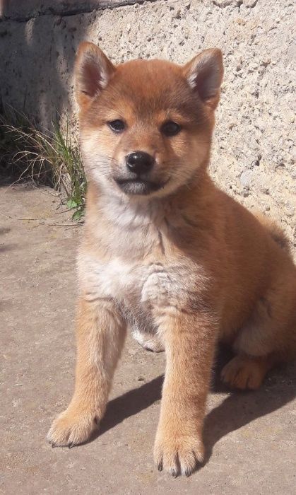 японские сибы на продажу