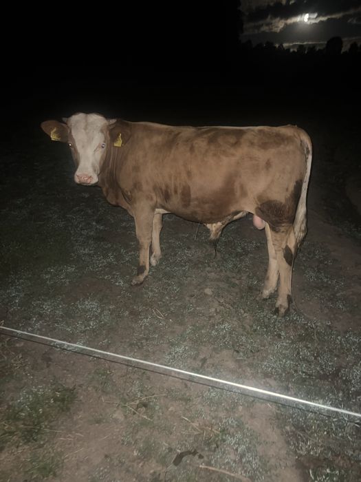 Vitei de vaca de vanzare