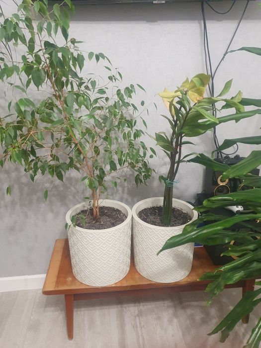 Продаётся комнатные цветы вместе с горшками