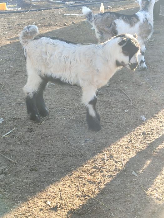 Козлик ламанча на племя