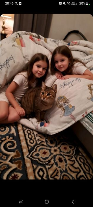 Хочу здать кошку домашнюю