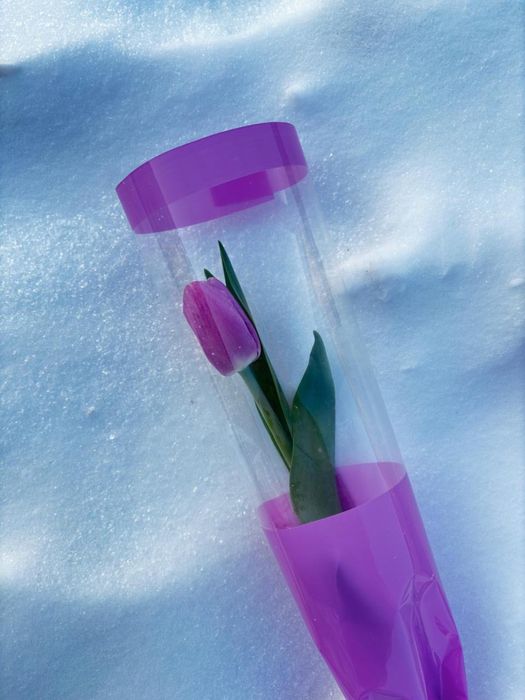 Тюльпаны по 800тг