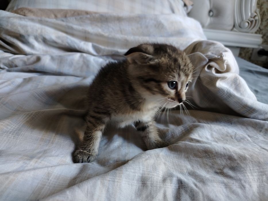 Отдам котят в добрые руки