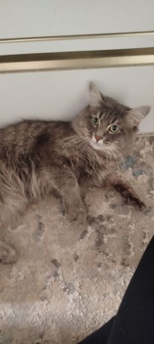 May kun metis sotladi