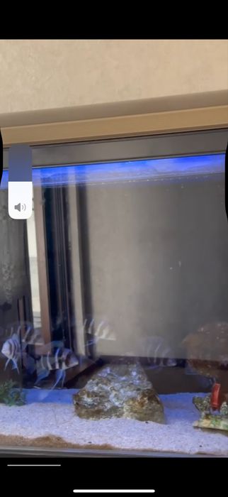 Аквариум акриловый|350л|Аквариум Вашей Мечты||Бонус рыбы!