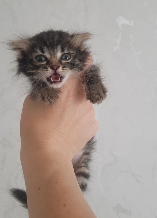 Котята  девочки по 10тыс