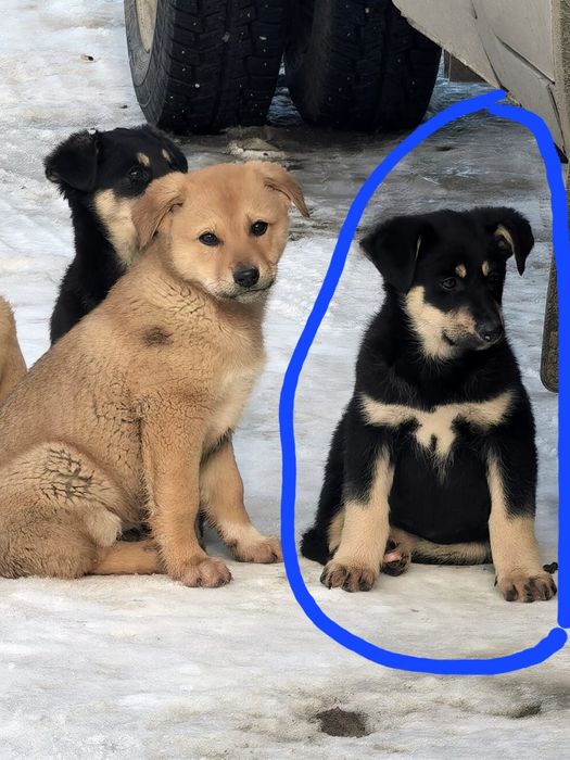 Живой уголок добрые руки