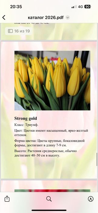 Тюльпаны свежие