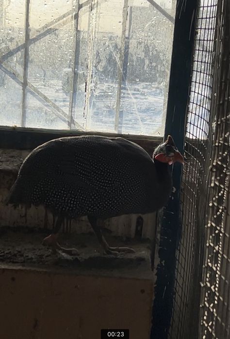 Цесарка Петух Қораз