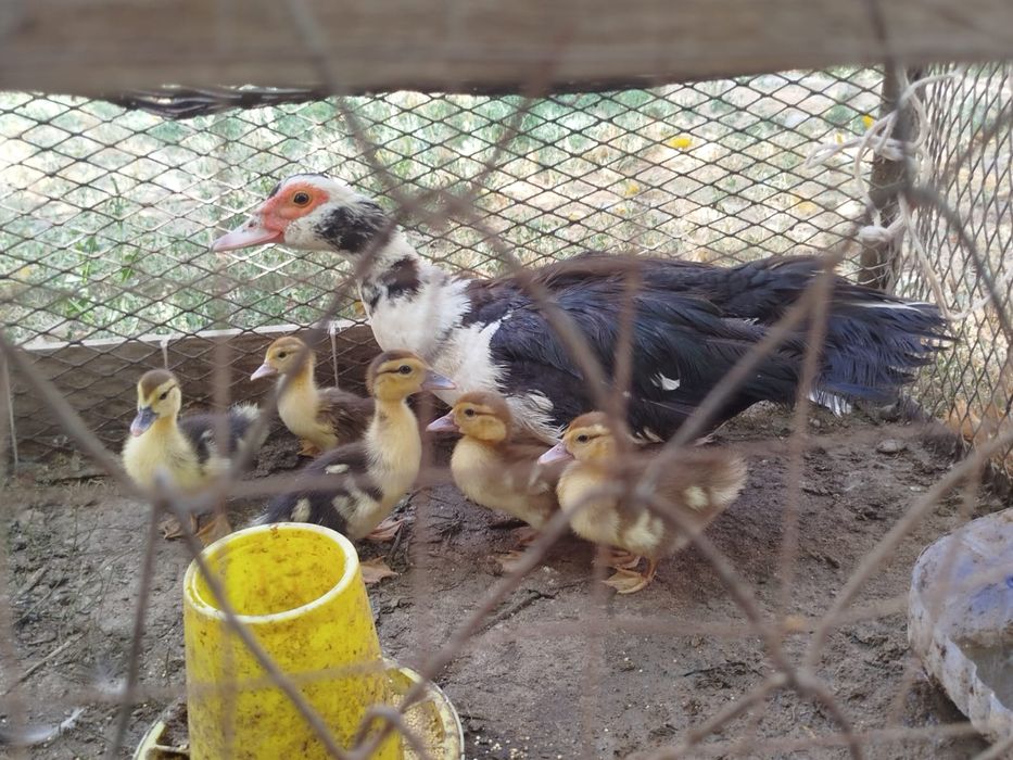 Үйрек балапандарымен бағасын келісеміз