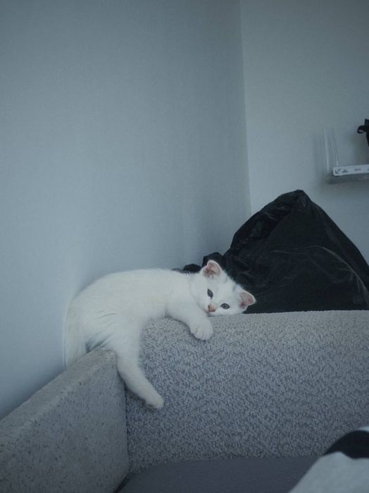 Отдам кота даром