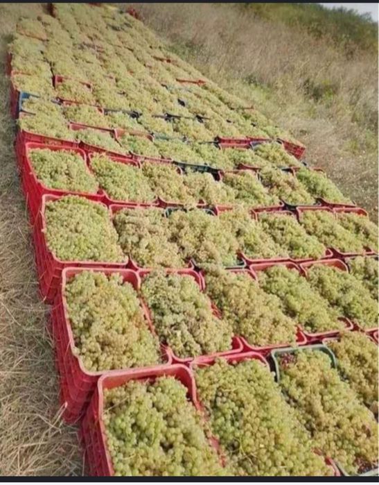 Vând struguri de vin