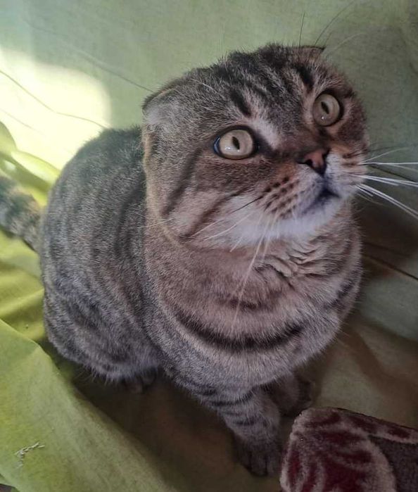 В добрые руки шотландского вислоухого.