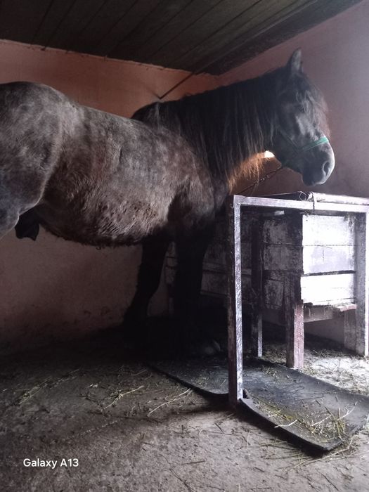 Vând armăsar semigreu