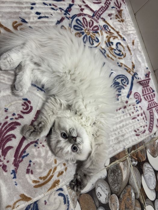 Мушук сотилади Хейланд фолд.