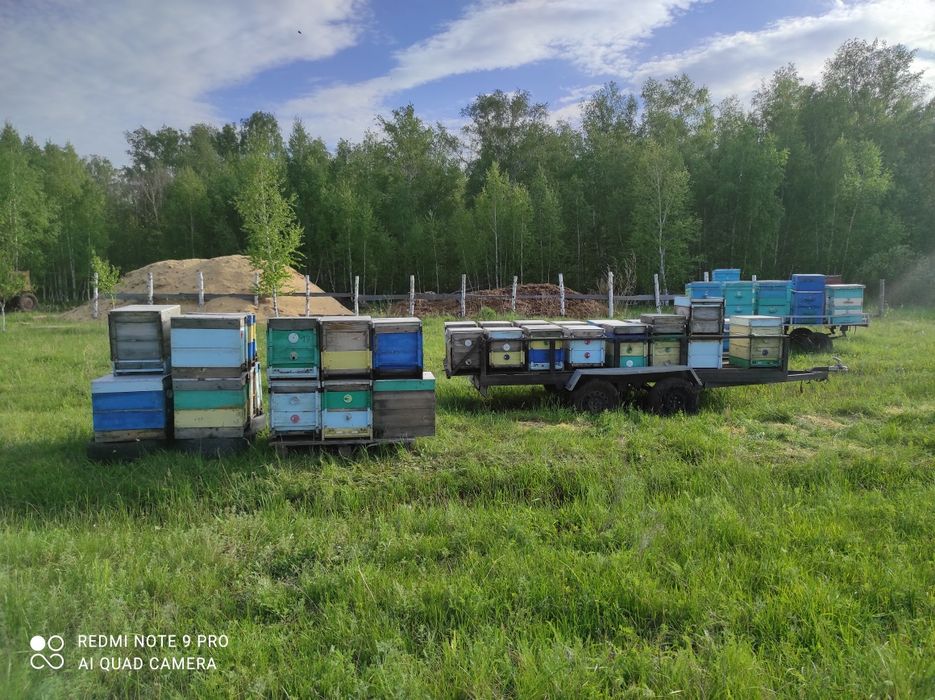 Продам мёд свежий 2026 г