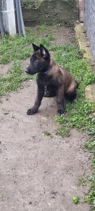 Belgian malinois ,2 Luni ,Pedigree A