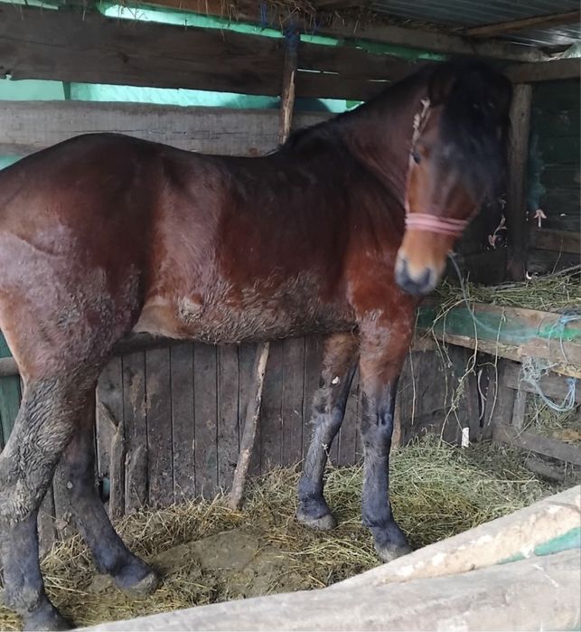 Cal armasar / 3 ani / foarte cuminte / nu raspund la mesaje, sunati