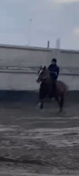 Жылқы.Бесқасқа сатылады