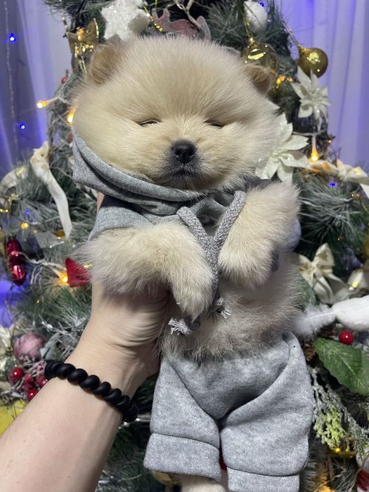 Шпицы мальчик крем,девочка пати колор