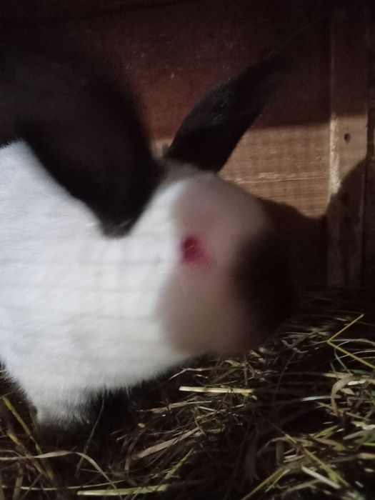 Vând iepuri Californieni