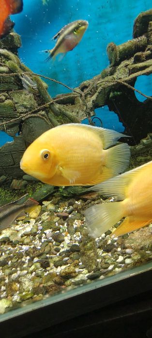 Продаю красивая рыба северум