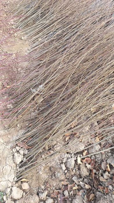 Мевали кучатлар сотилади