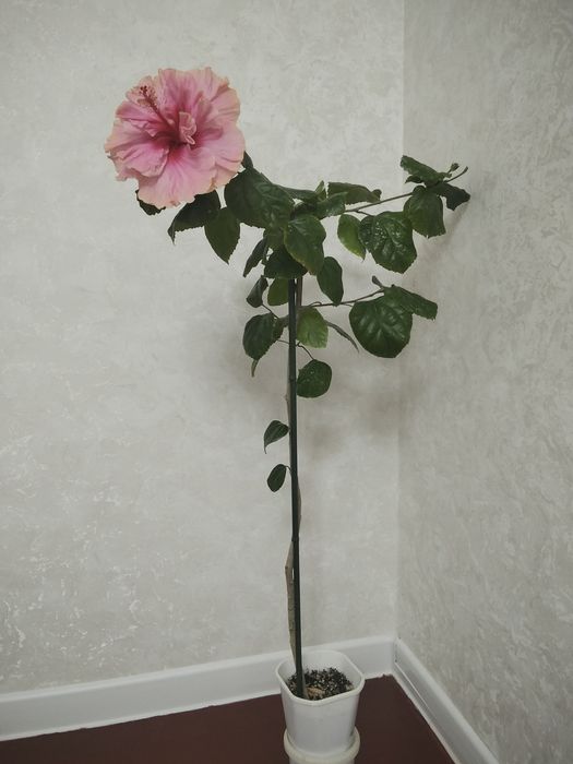 Гибискус или китайская роза