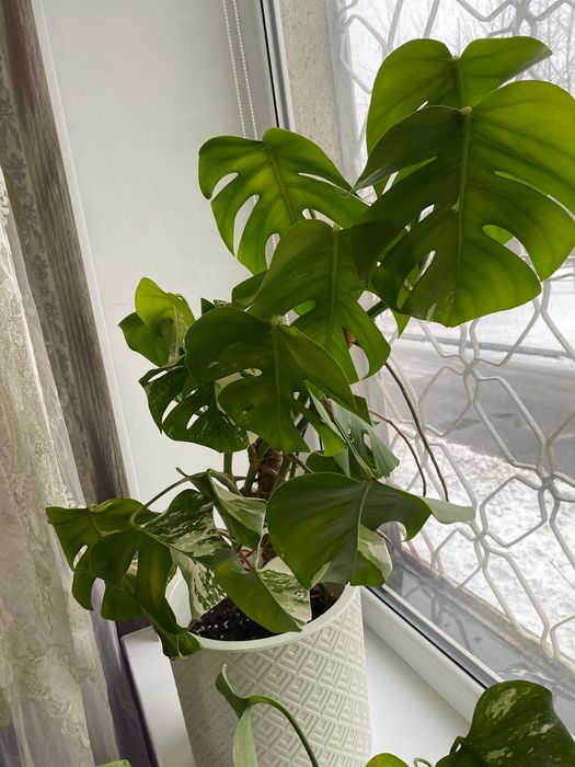 Монстера Альба комнатные растения