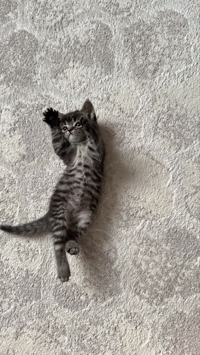 Котенок в добрые руки