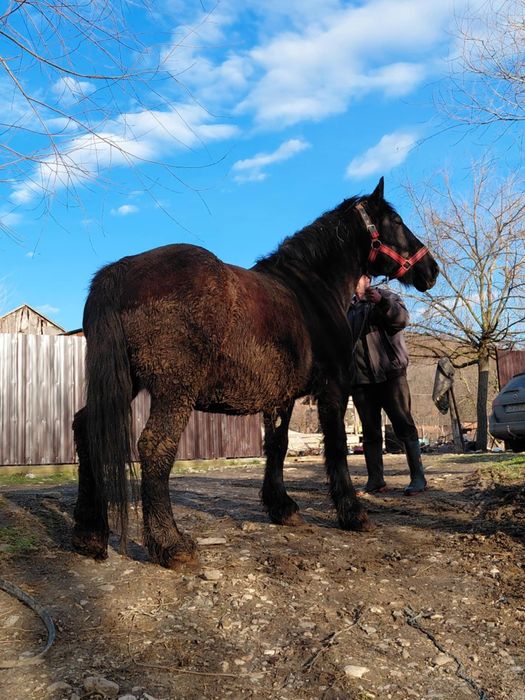 Iapa de Ungaria ștanțata sau schimb cu oi sau miele BREZE