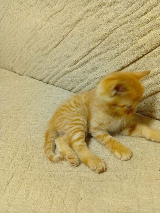 Отдам  Даром  Котят