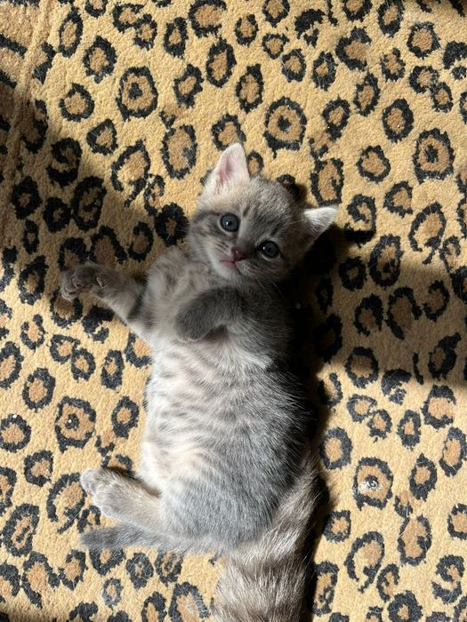 Отдам котёнка девочка