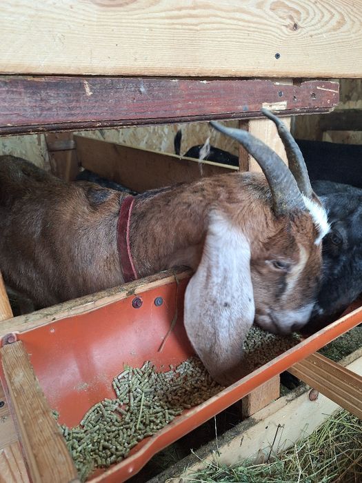 Vând 4 capre si un țap Anglonubiene