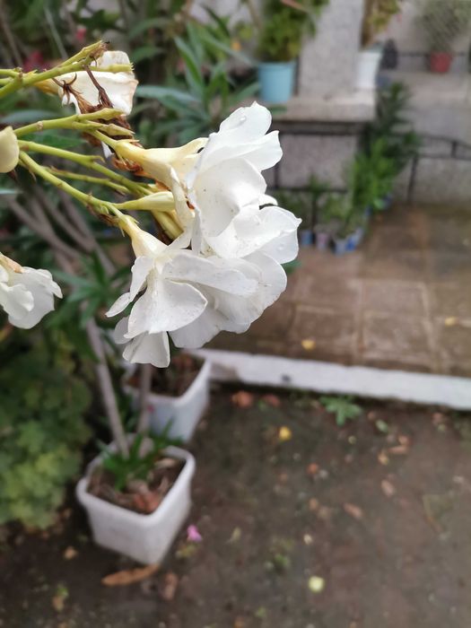 ПРОМОЦИЯ Зокум / Олеандър